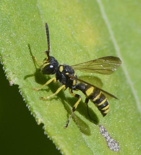 Cerceris arenaria